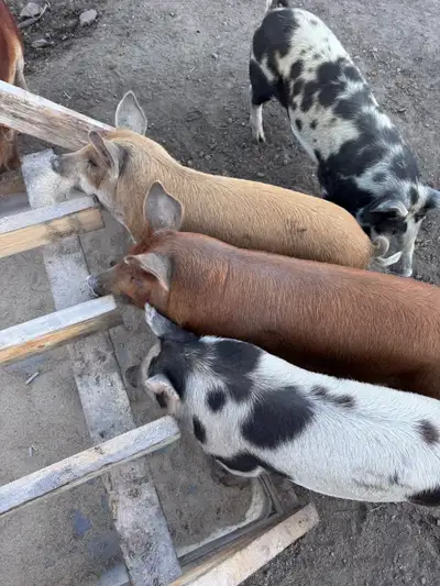 ready to butcher pig, View more
