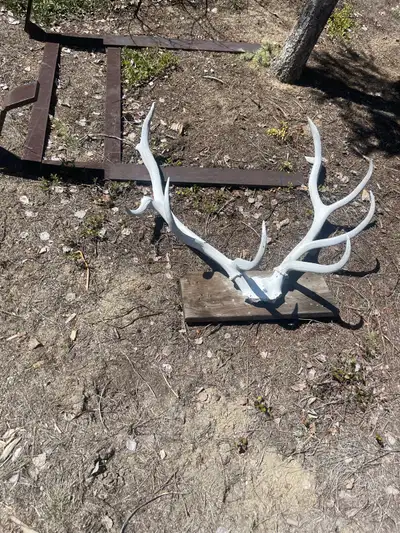 elk antlers , View more