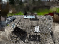 Live animal cage trap