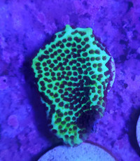 Montipora confusa - saltwater coral frag 
