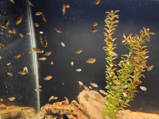 Fish - Jack Dempsey's - Cichlids  in Fish for Rehoming in Brandon