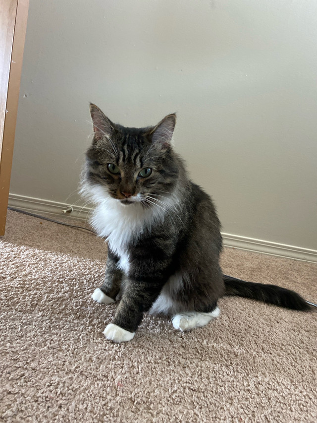 Rehoming Cat in Cats & Kittens for Rehoming in Edmonton