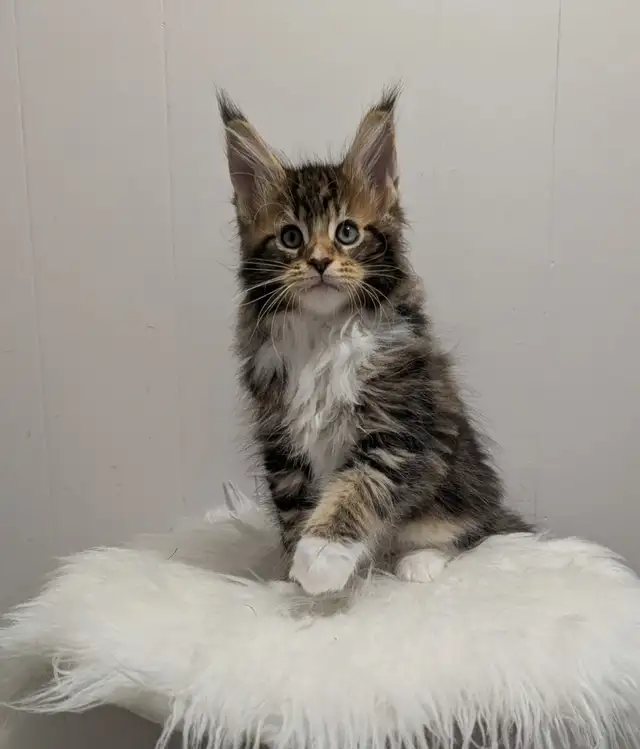 Adorable Purebred Maine Coon Kitten in Cats & Kittens for Rehoming in Moncton - Image 4