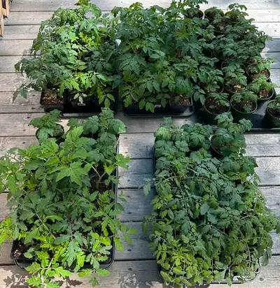 Tomatoes, Peppers, Basil plants for sale