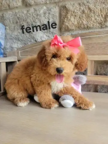 MINI F1B GOLDENDOODLE in Dogs & Puppies for Rehoming in Owen Sound - Image 5