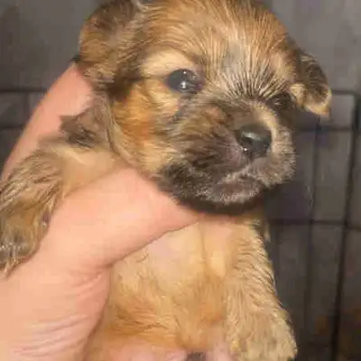 Morkie Puppies for Sale We are excited to announce the availability of our adorable Morkie puppies,...