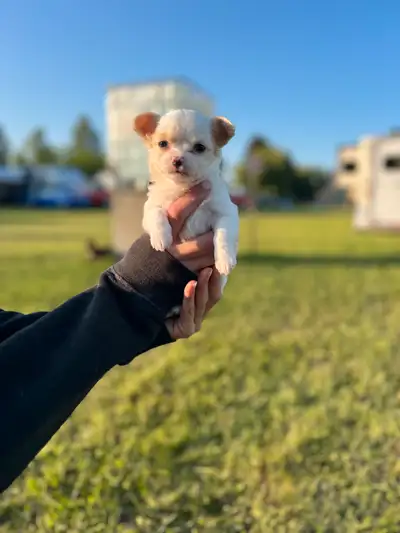 Bébé chihuahua poil long , élevage hyper familiale 1- femelle blanc & crème Elle à un tempérament tr...