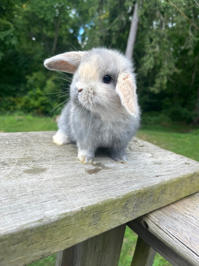Holland lop baby bunny in Small Animals for Rehoming in Woodstock