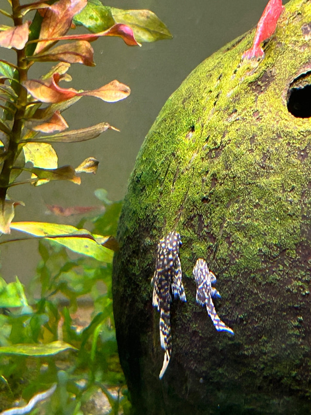 Bristlenose Pleco Juveniles in Fish for Rehoming in Oshawa / Durham Region - Image 3