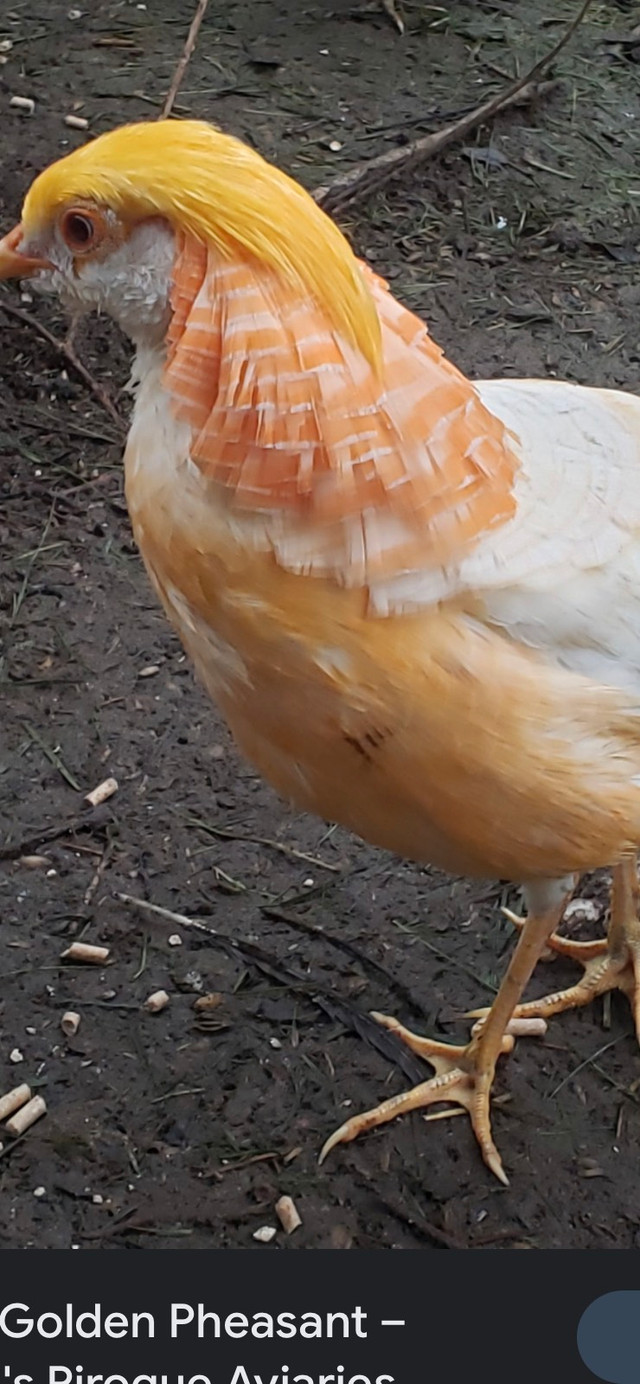 Peach golden pheasant | Livestock | Windsor Region | Kijiji