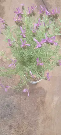 Healthy over 2ft Lavender tree