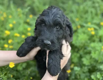 Mini in Size, but Mega in Cuteness!, View more