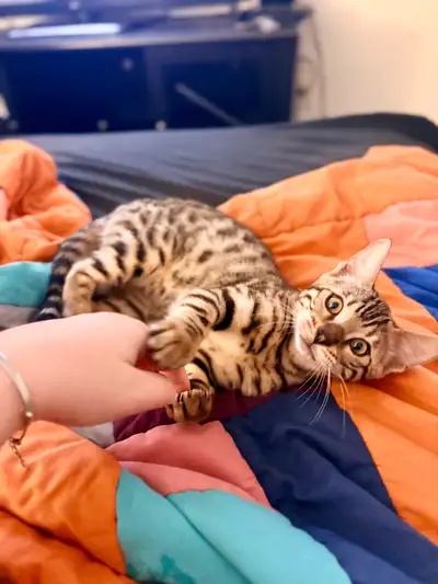 This adorable and active Bengal kitten is ready to find a loving forever home. Specifications Breed:...