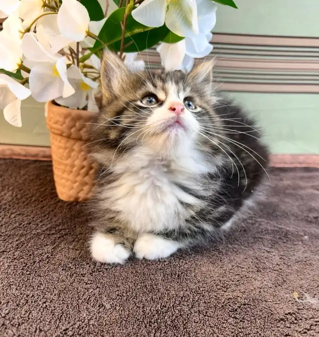 Vetted Maine Coon Girl in Cats & Kittens for Rehoming in Oakville / Halton Region - Image 6