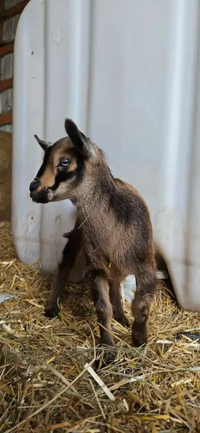 Nigerian Dwarf doeling, View more
