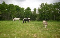 Summer Small Pasture Horse Board