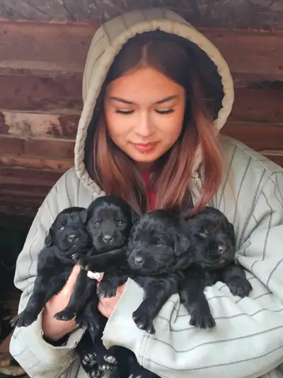 Newfoundlander pups, View more