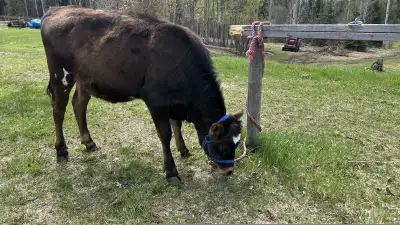 Topley, BC - Looking to AI one 15 month old purebred jersey heifer. Too hard to detect heat with one...