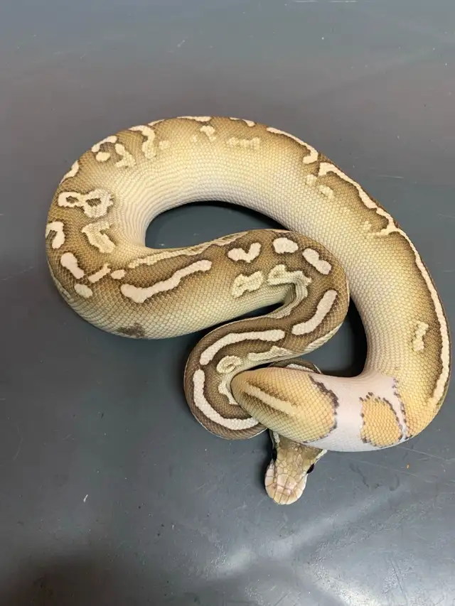 Black Pastel Lesser Orange Dream Het Pied  Female Ball Python in Reptiles & Amphibians for Rehoming in Saint John - Image 3