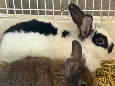 Free Rabbits / Baby Bunnies, View more