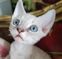 Devon Rex Kitten with an amazing personality (Lilac- male VIDEO)