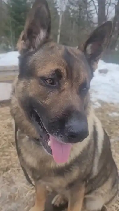German shepherd x Malinois, View more