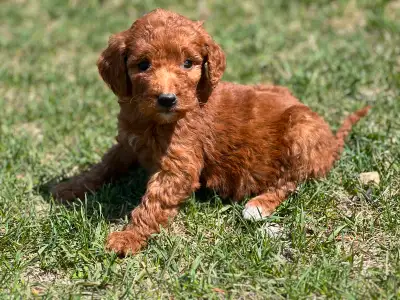 Super friendly and adorable Goldendoodle puppies! These beautiful pups have a F1 Goldendoodle for a...