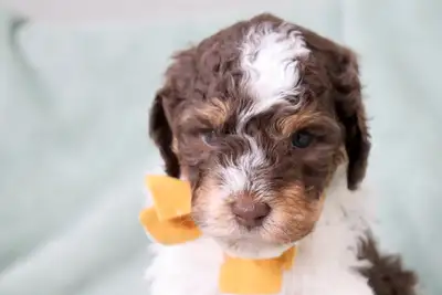 Pending Looking for a Guardian Home  Mini Australian Labradoodle, View more