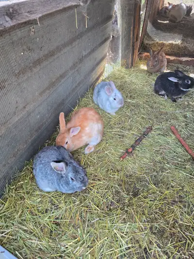 Baby Rabbits, View more