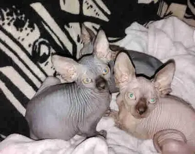 Only the females left Sphynx kittens. (They have no hair) 1 male 2 female Born Feb 16 2026 READY TO...
