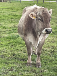 Brown Swiss milk cow wanted