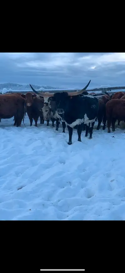 Been a great cow just wanna move away from long horns, would be interested in trading for a sound ge...