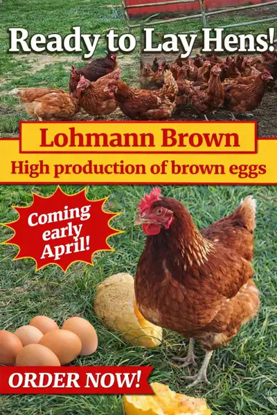 Broiler chicks hatching every Monday. Call or message. $4.5 orders under 25. Price drops the bigger...