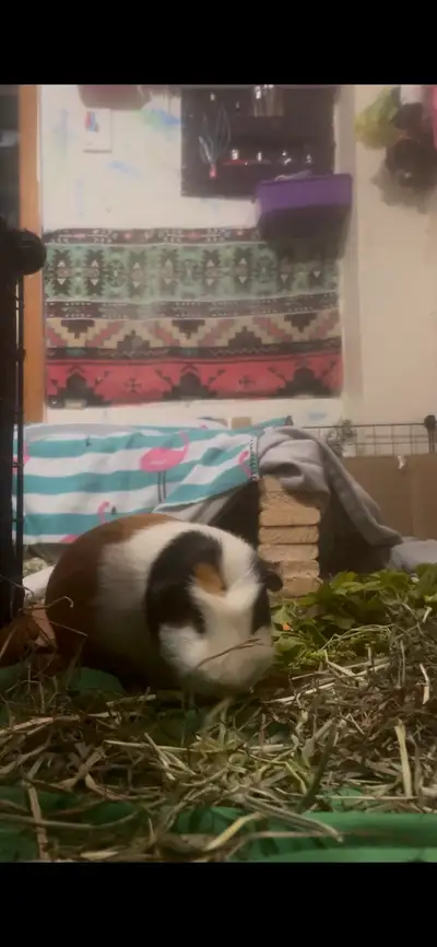 2 female Guinea pigs, View more