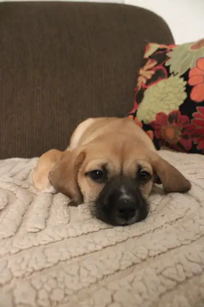 Puppies for Sale (8 Weeks Old), View more