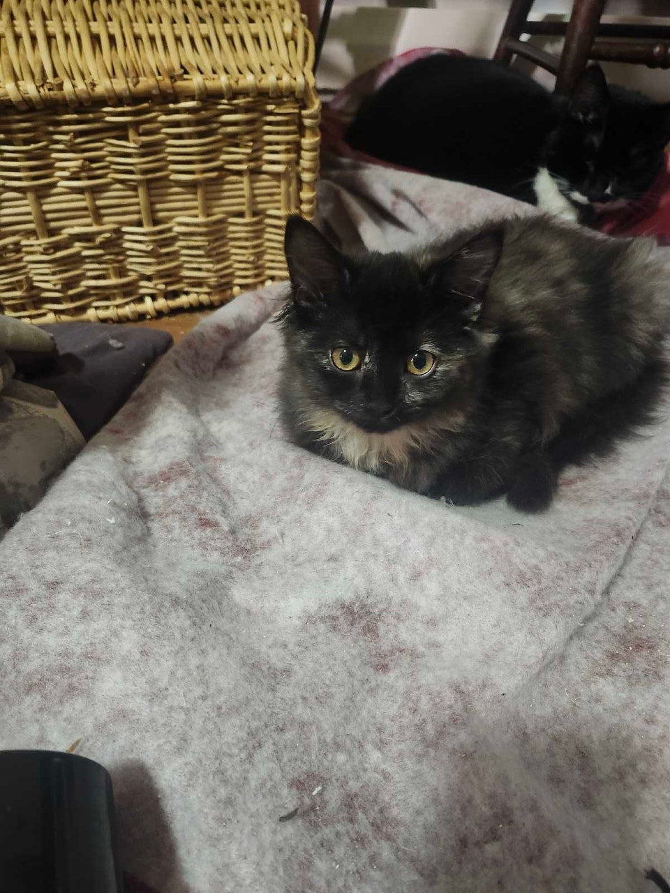 Half Ragdoll breed female kittens | Cats & Kittens for Rehoming ...
