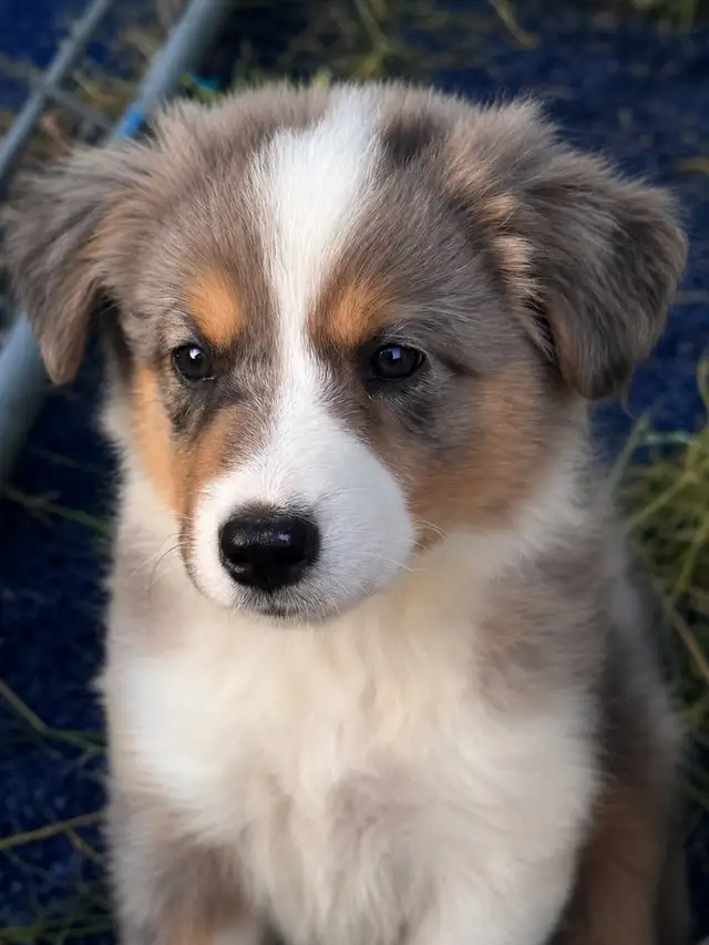 Australian Shepherd