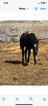 Black Percheron stud colt