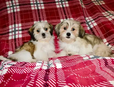 Chiots Malshi (shihtzu x bichon maltais (514-430-1821), View more
