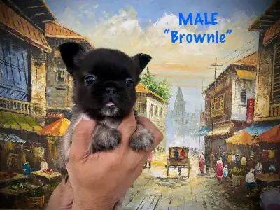 French Bulldog - Fluffy, View more