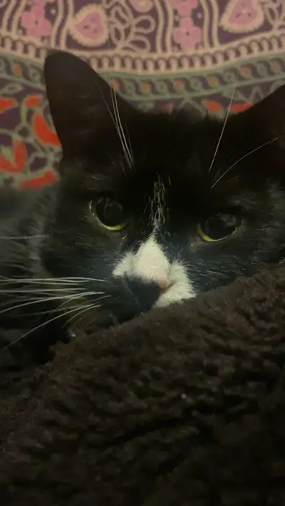 2 Cuddly Cats for Rehoming, View more