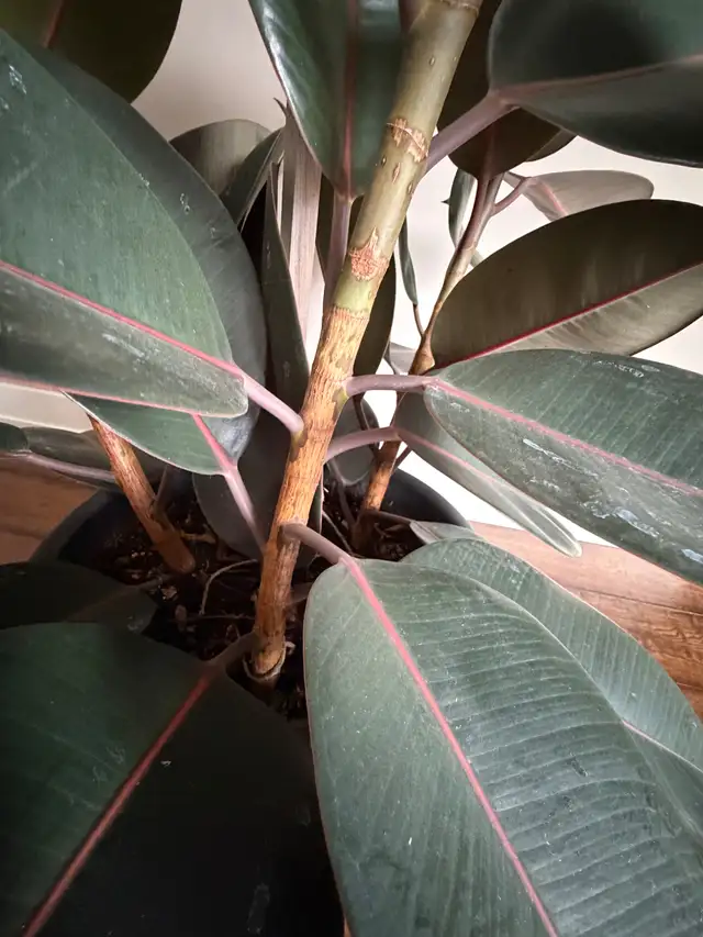 Large Live Potted Rubber Plant (Three Branches)64744835671299124