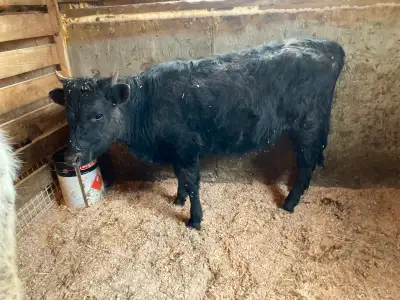 pasture ready beef cross heifer, View more