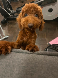 Mini Toy Poodle, 8 months old, Rose gold colour