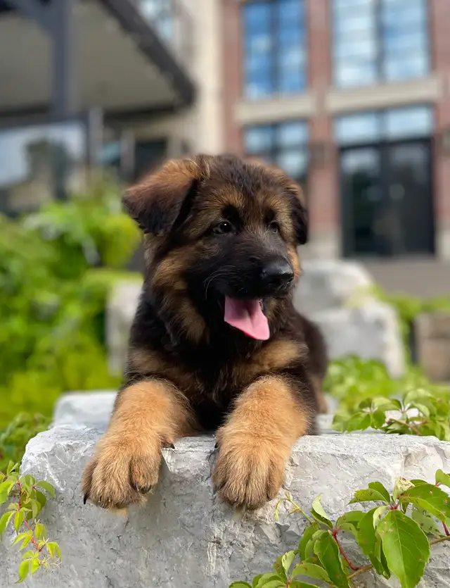Purebred German Shepherd Puppies CKC Reg'd in Dogs & Puppies for Rehoming in Markham / York Region - Image 2