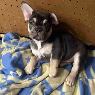 French Bulldog puppies, View more