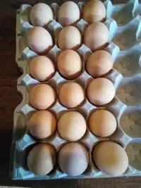 18 Black Australorp hatching eggs