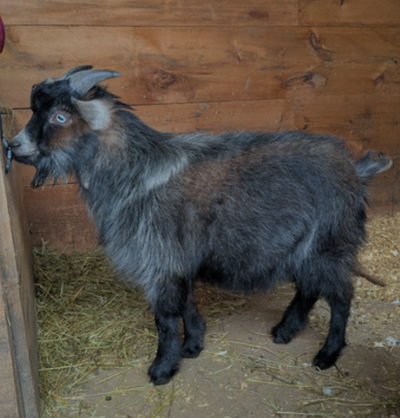 Buck available to rent or purchase, View more