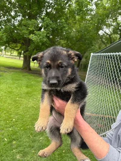 German Shepherd Puppies , View more