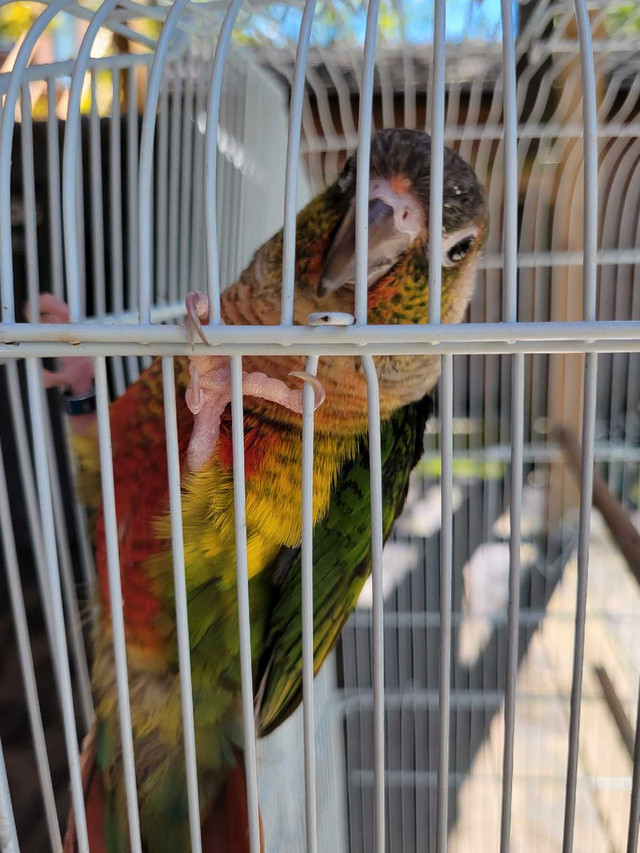 Yellow Sided Conure in Birds for Rehoming in Oshawa / Durham Region - Image 3